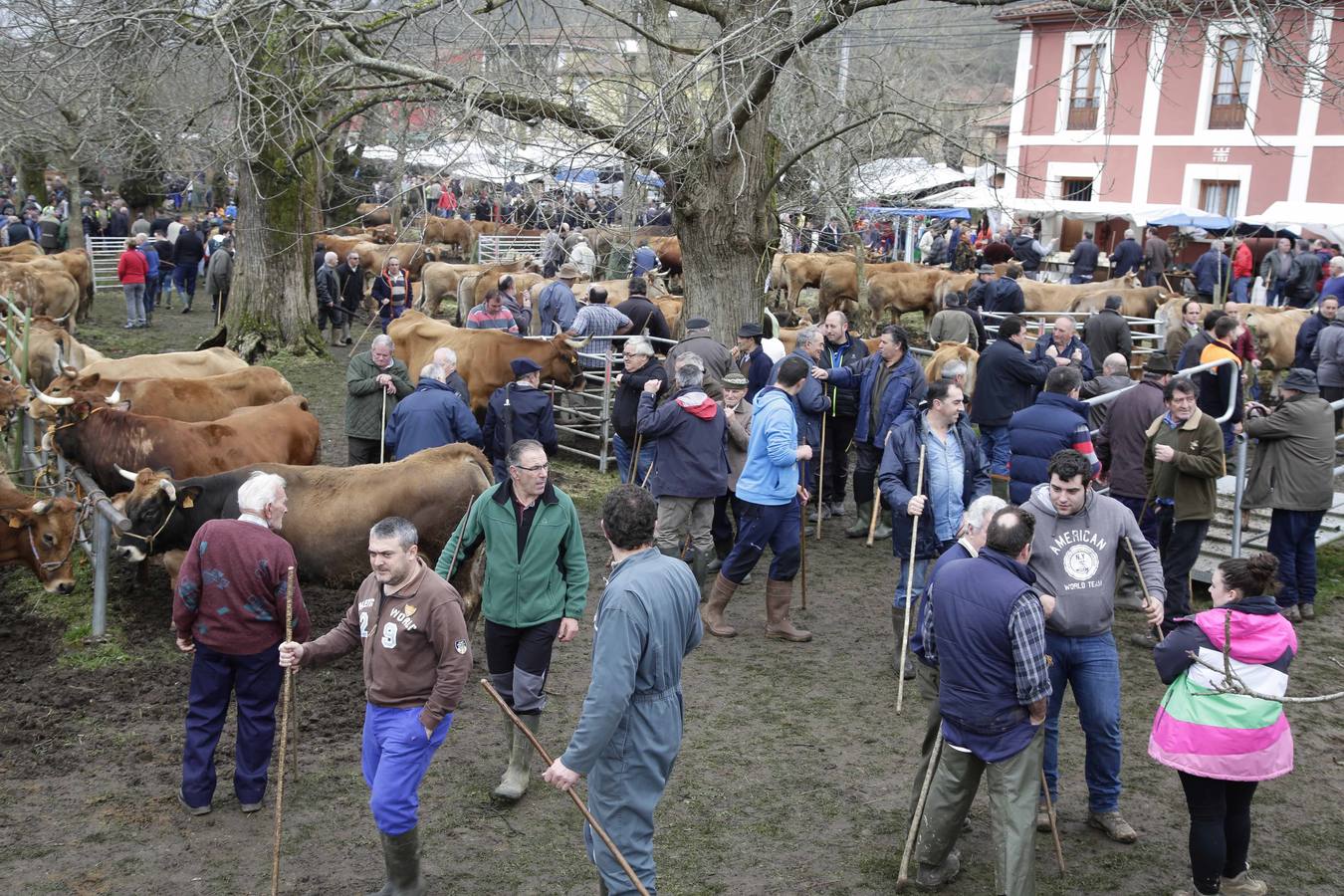 Corao acogió su tradicional feria de marzo con presencia de unas 1.300 cabezas de ganado