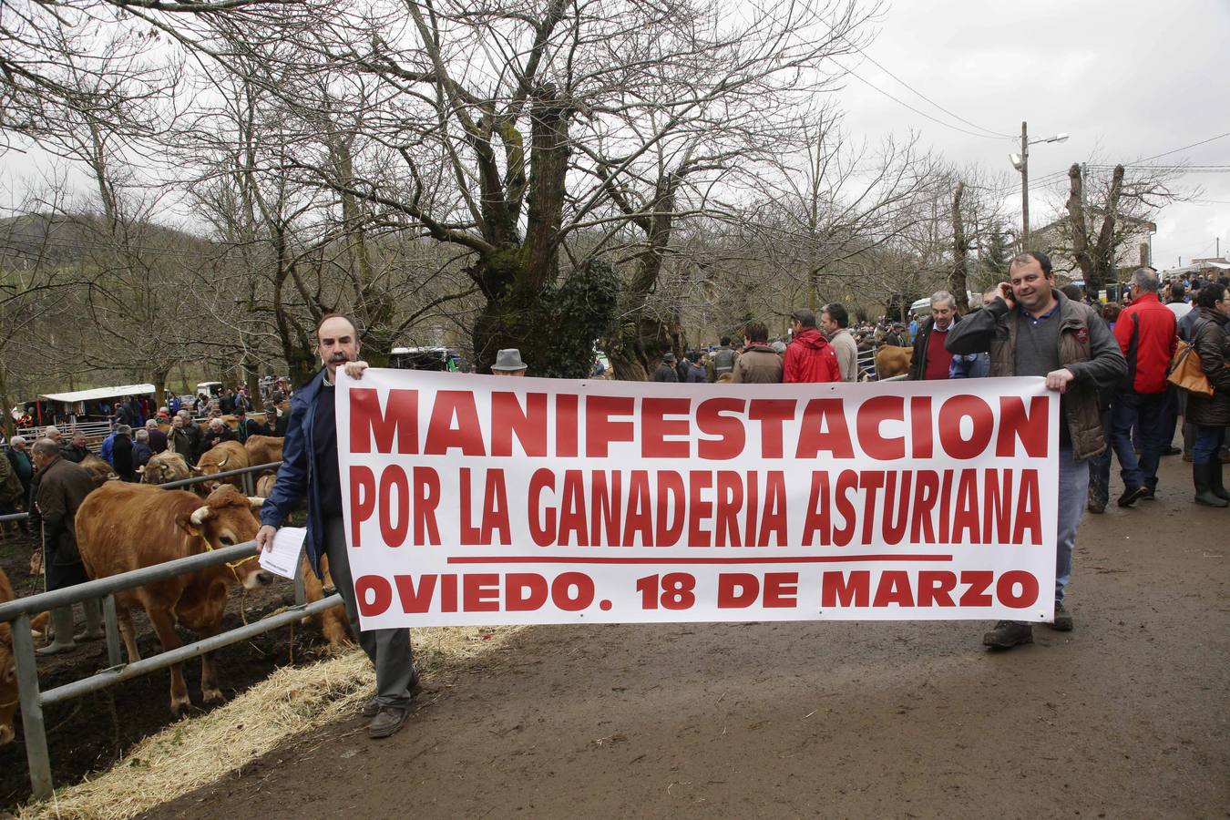 Corao acogió su tradicional feria de marzo con presencia de unas 1.300 cabezas de ganado