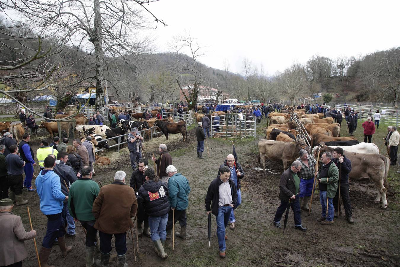 Corao acogió su tradicional feria de marzo con presencia de unas 1.300 cabezas de ganado