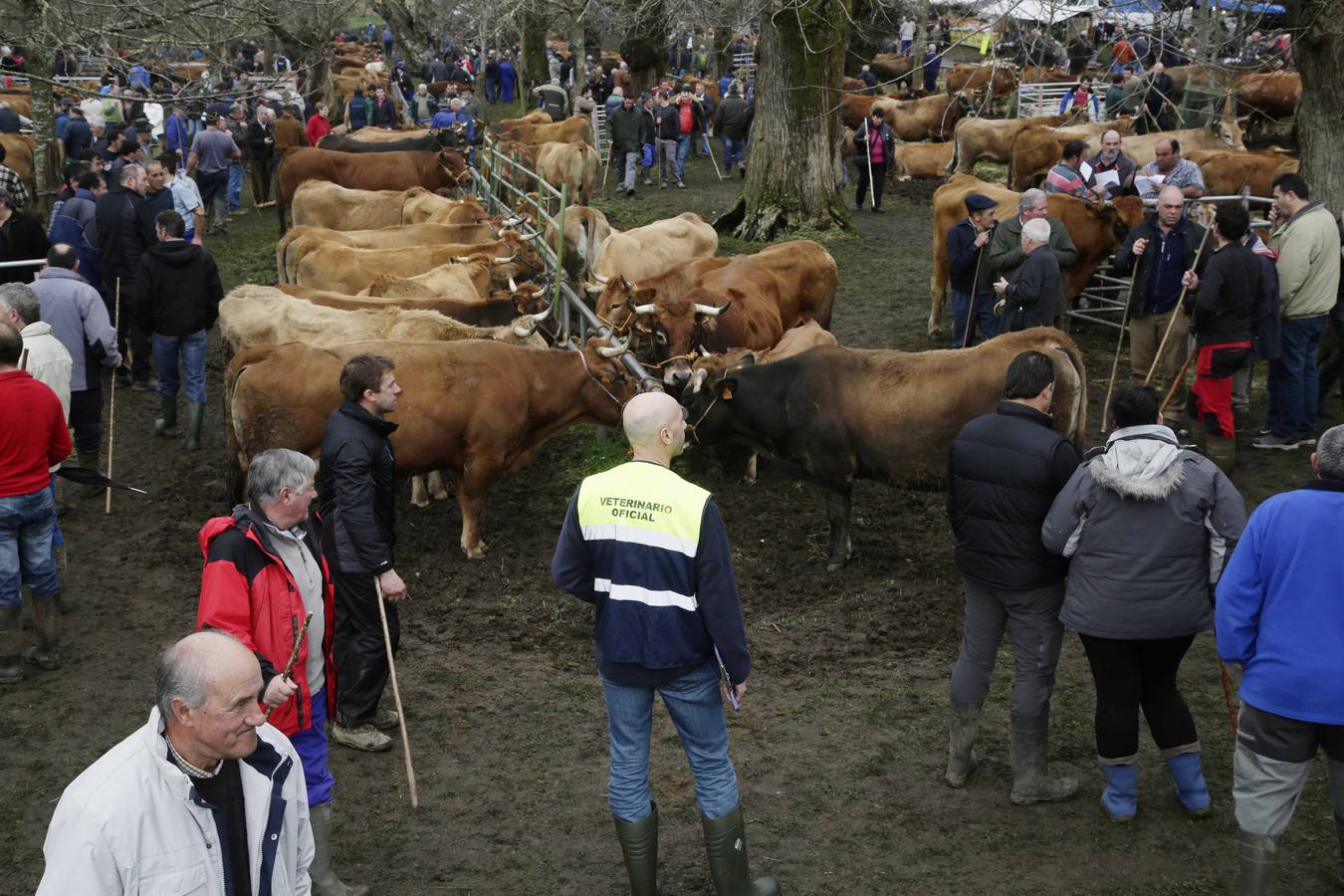 Corao acogió su tradicional feria de marzo con presencia de unas 1.300 cabezas de ganado