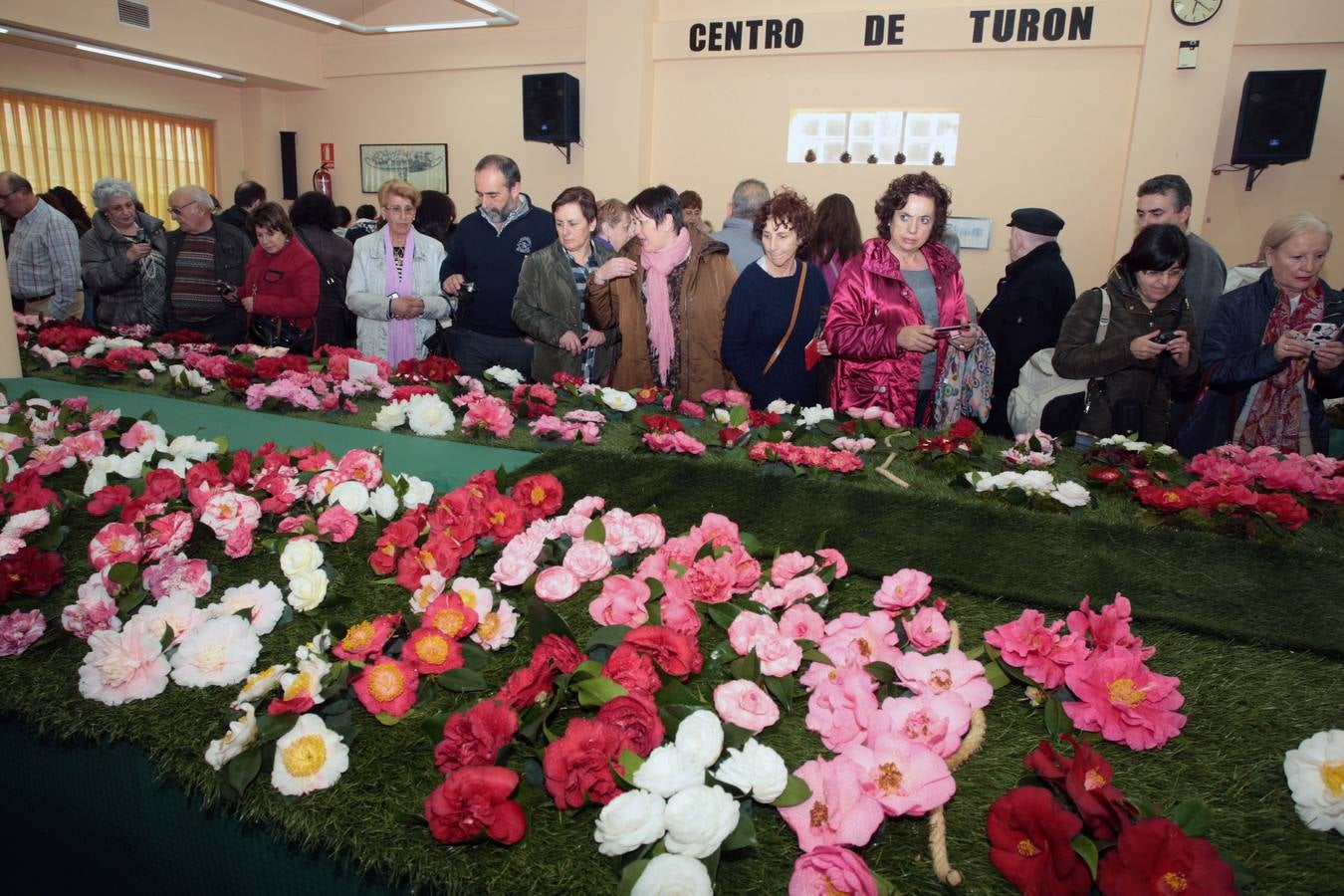 XI Exposición Nacional de Camelias en Turón