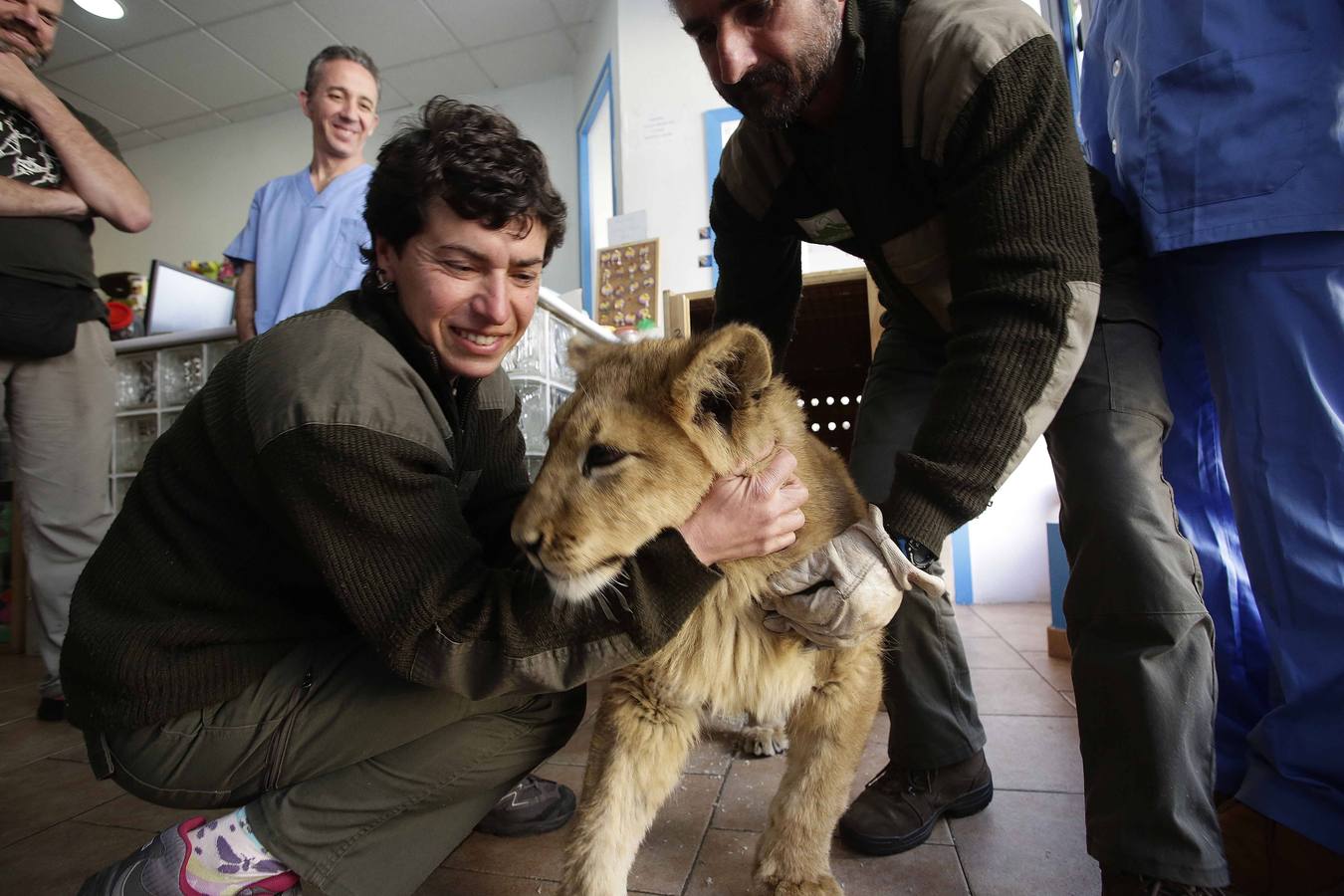 Así fue la operación a &#039;Mojito&#039;, el león operado en Llanes