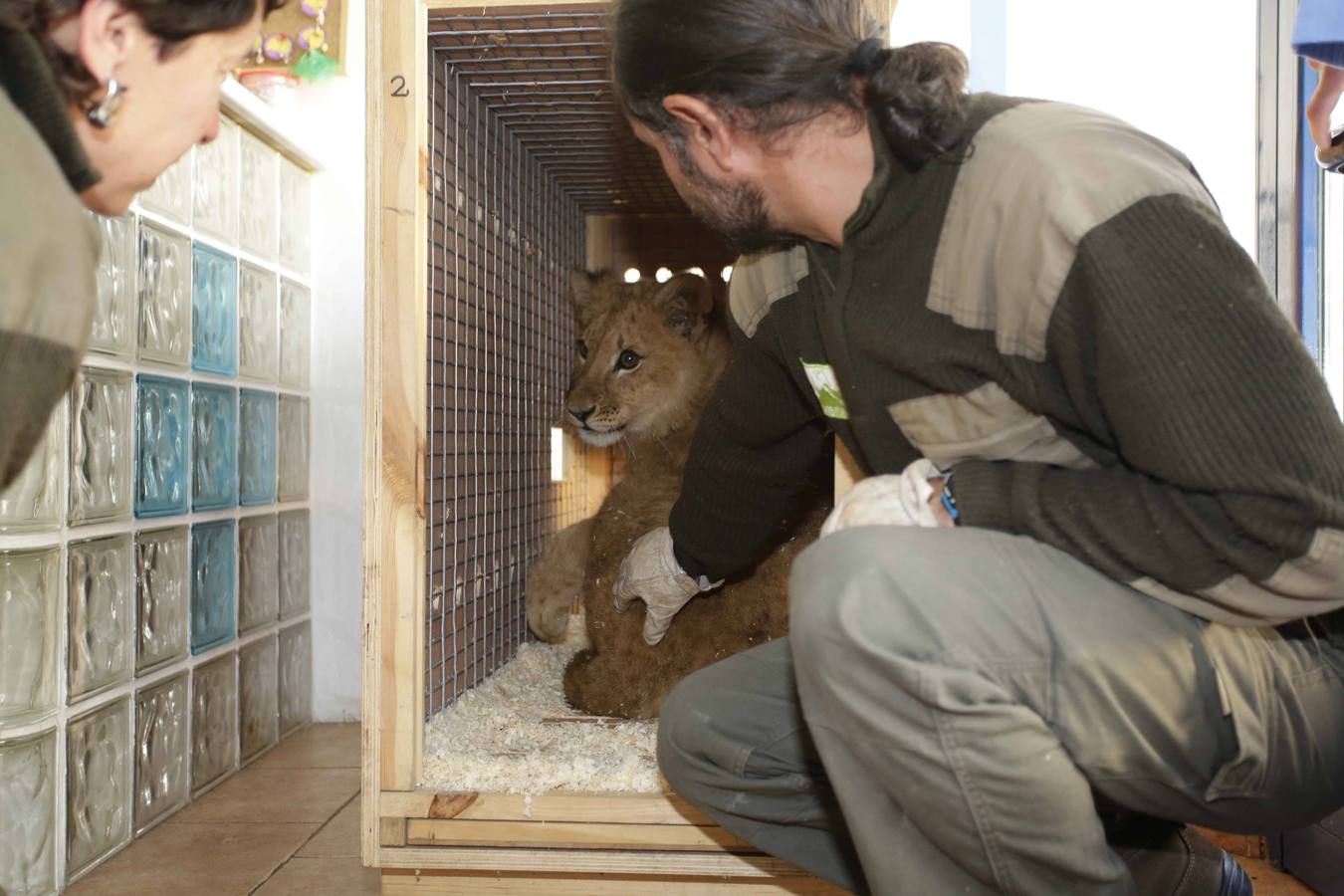 Así fue la operación a &#039;Mojito&#039;, el león operado en Llanes