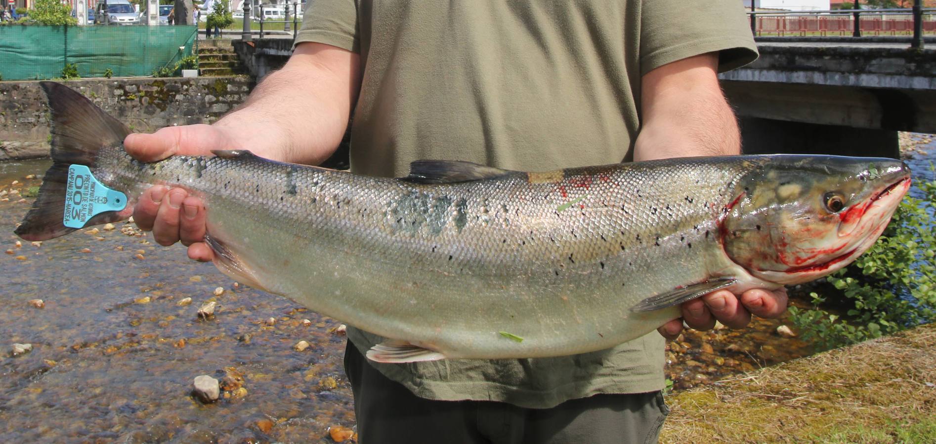 El campanu del río Narcea, un ejemplar de 4,6 kilos