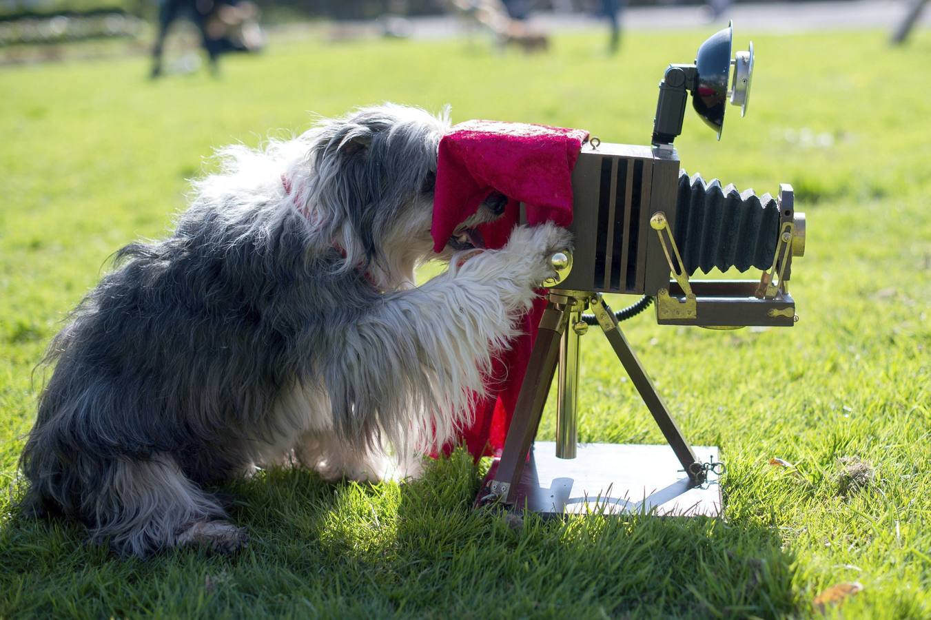 Feria canina en Alemania