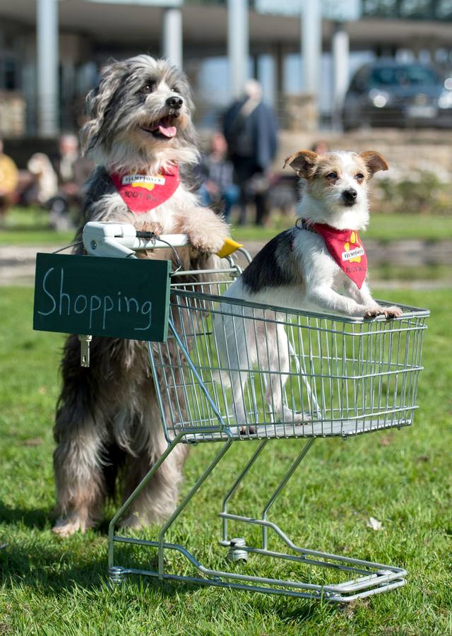 Feria canina en Alemania