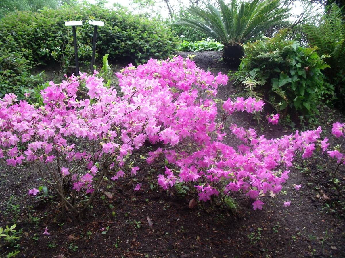 Maraton fotográfico en el Botánico (Infantil)