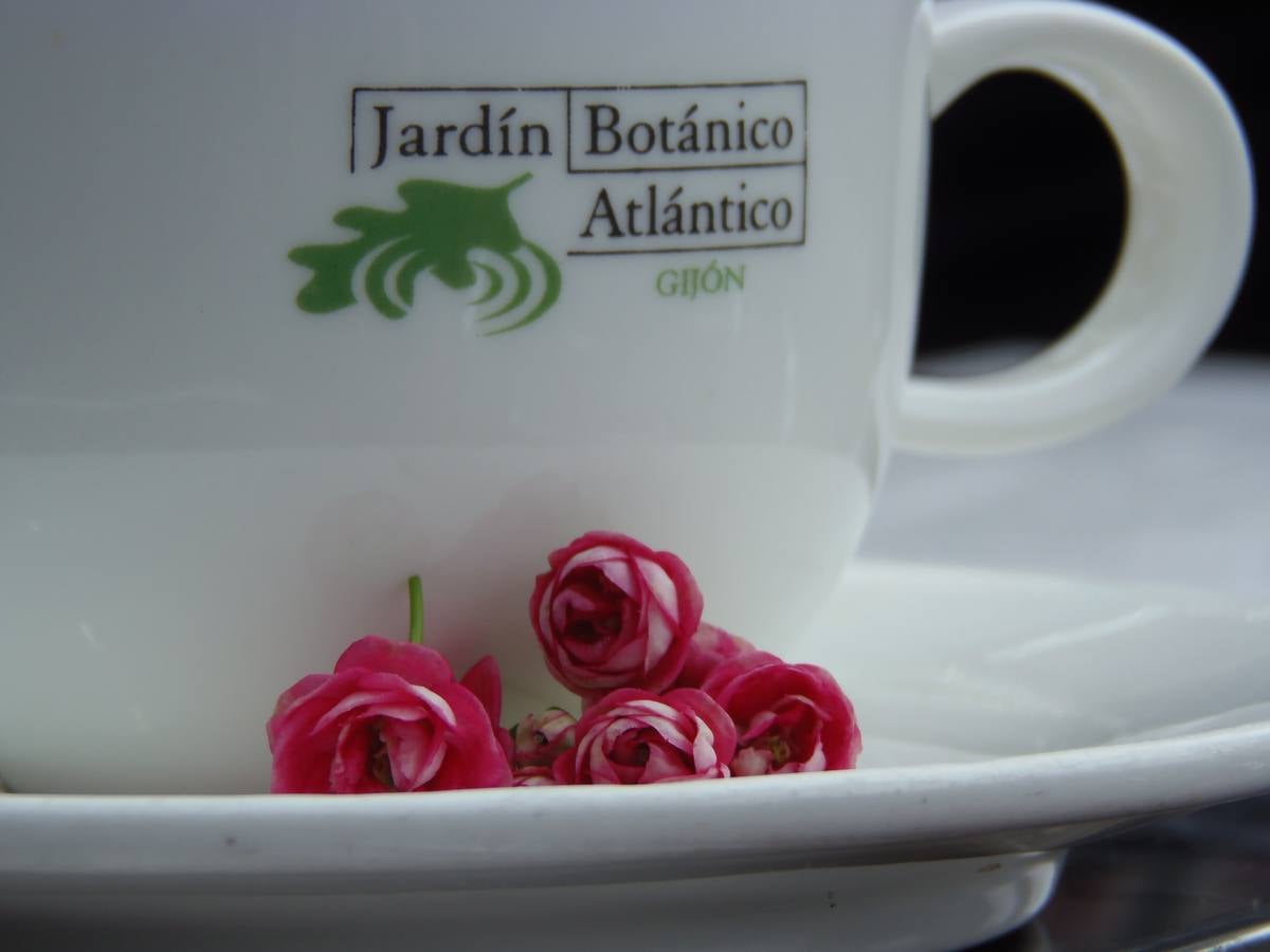 Maraton fotográfico en el Botánico (Infantil)