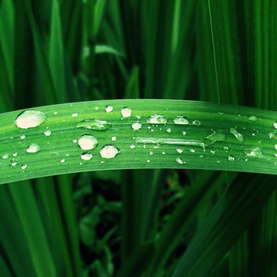 Maraton fotográfico en el Botánico (Infantil)