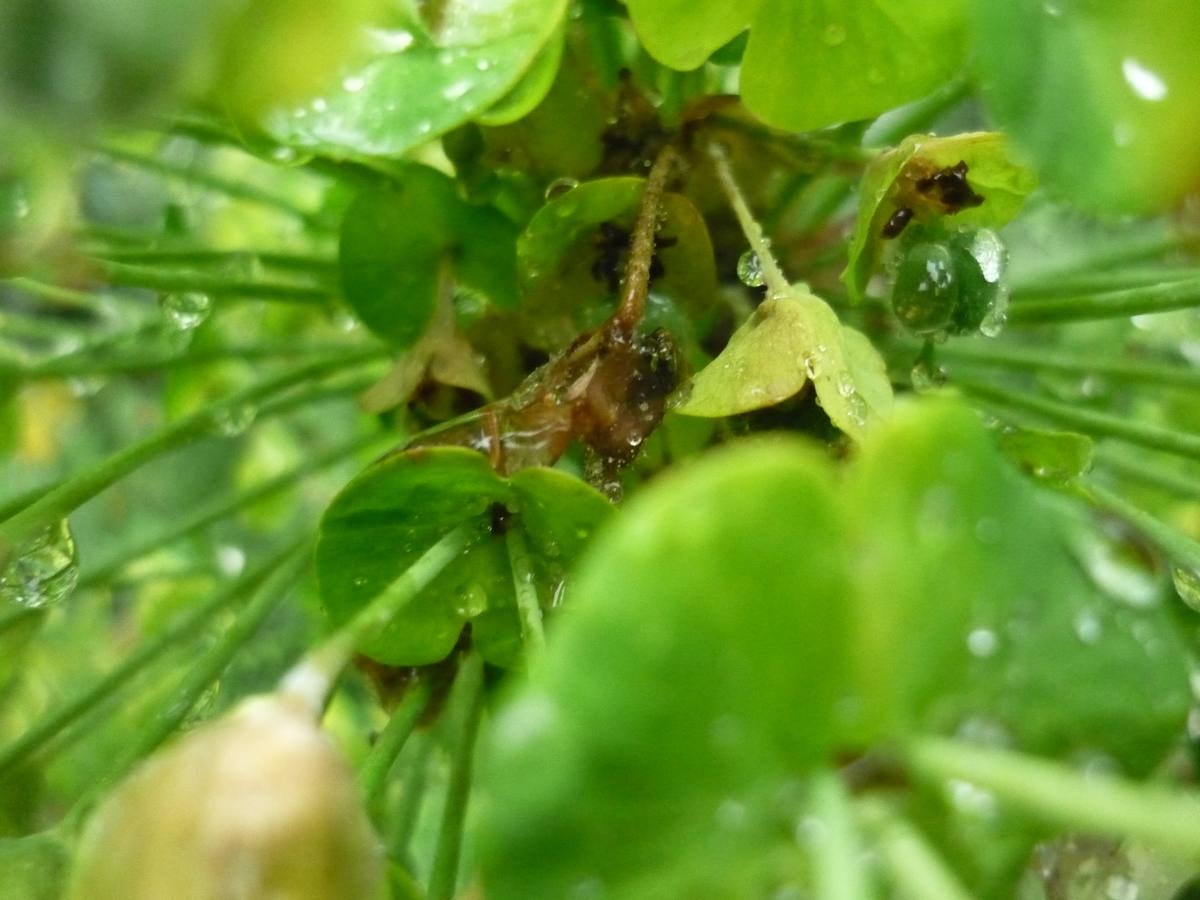 Maraton fotográfico en el Botánico (Infantil)