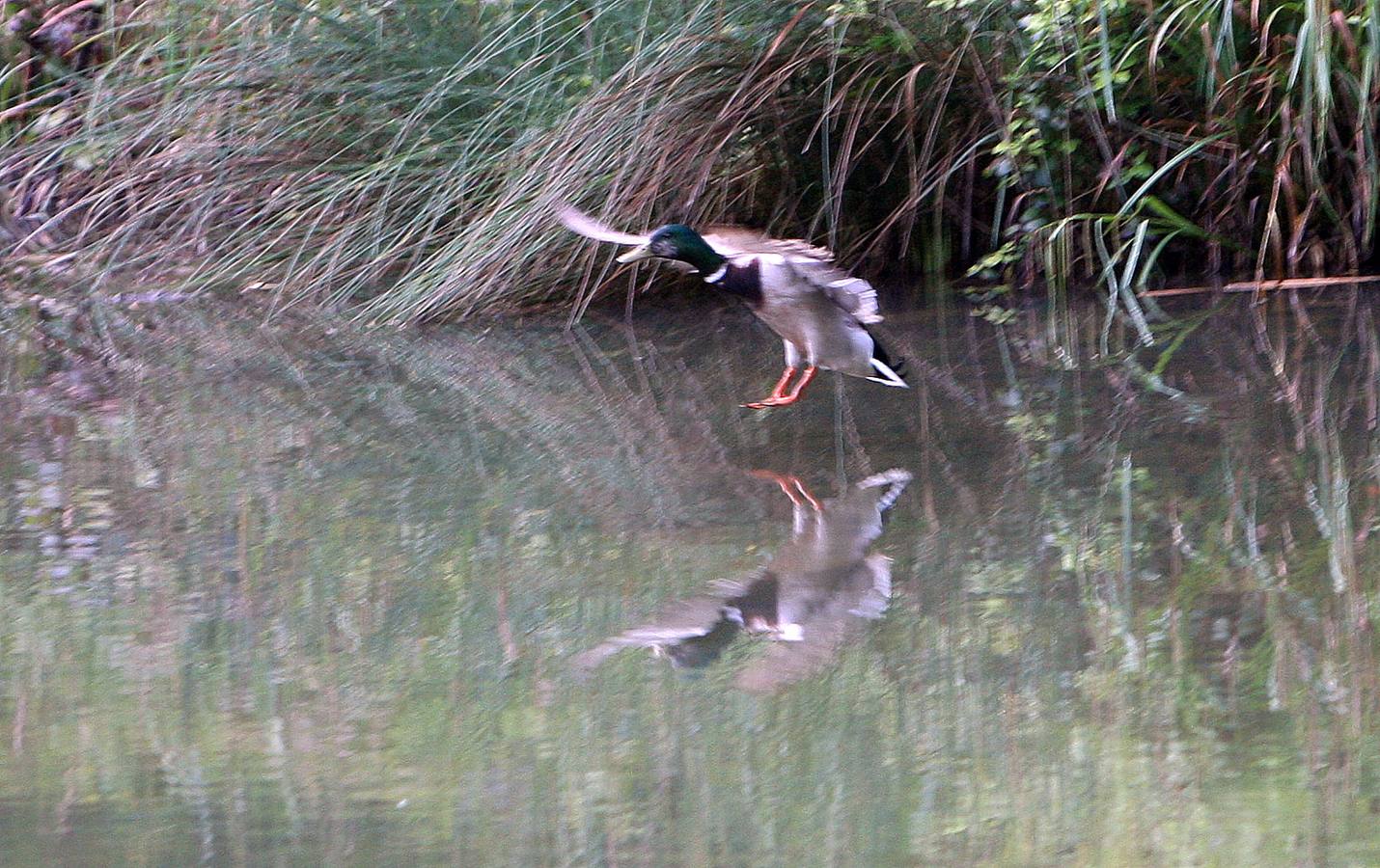 La Acebera, la mayor finca de uso público del centro de Asturias