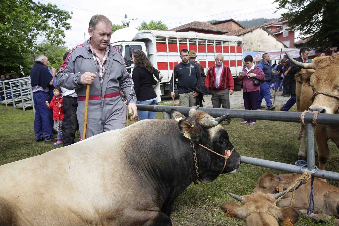 Certamen ganadero de Corao