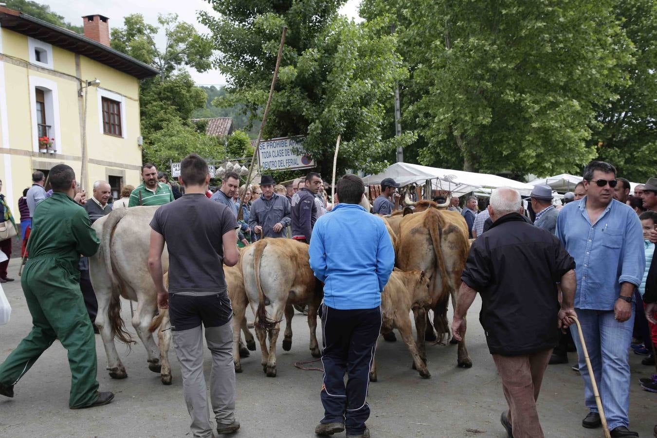 Certamen ganadero de Corao