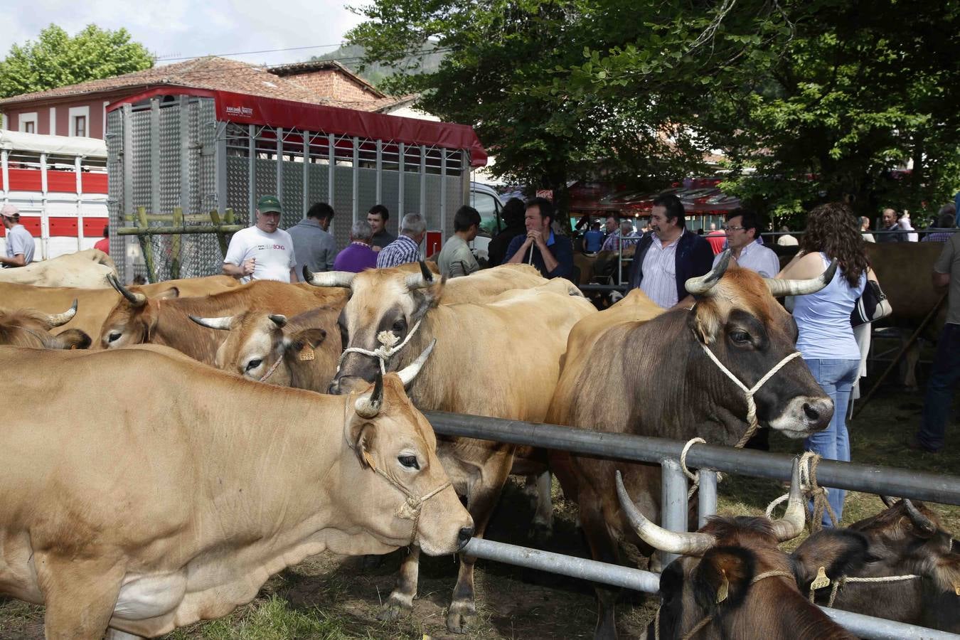 Certamen ganadero de Corao