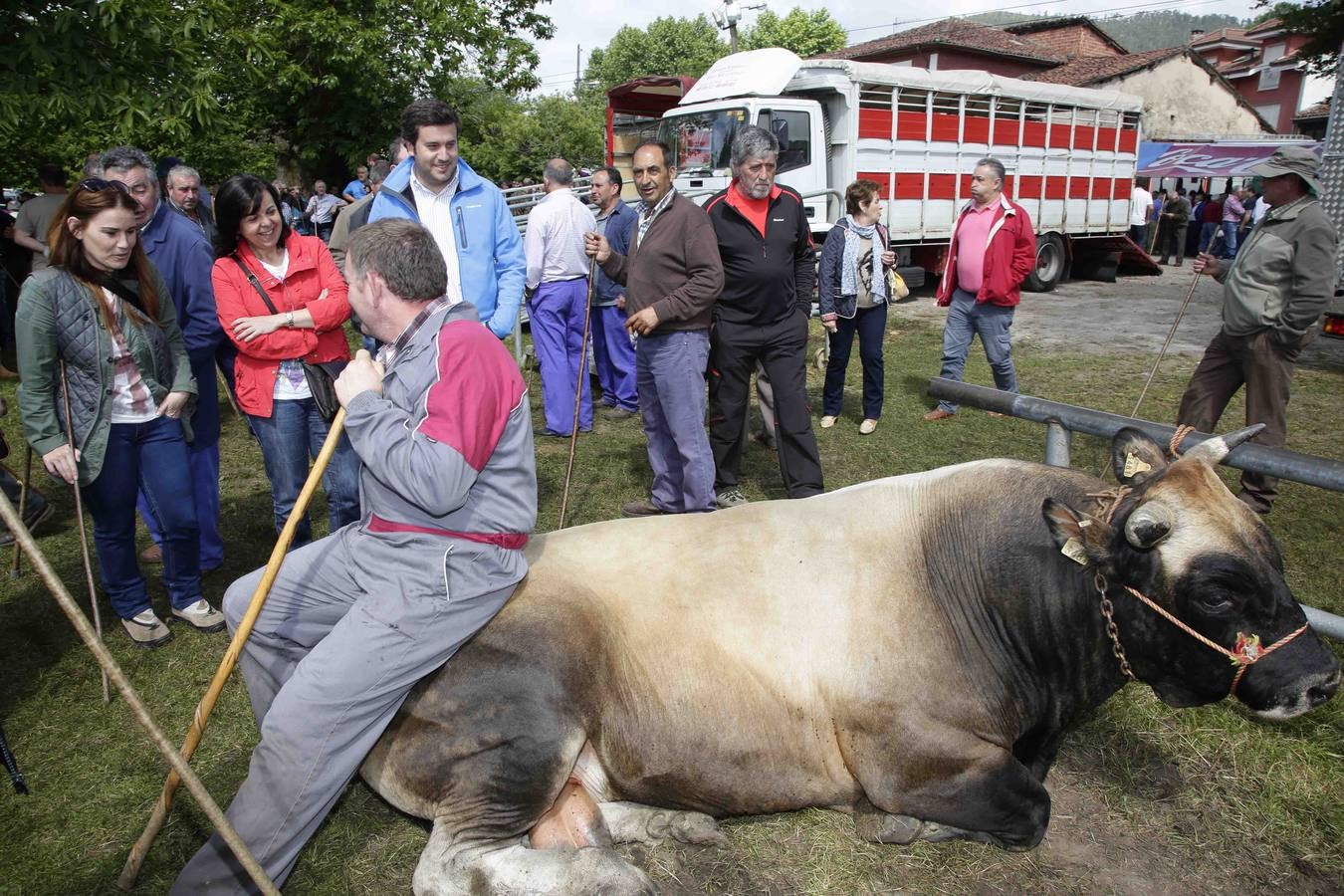 Certamen ganadero de Corao