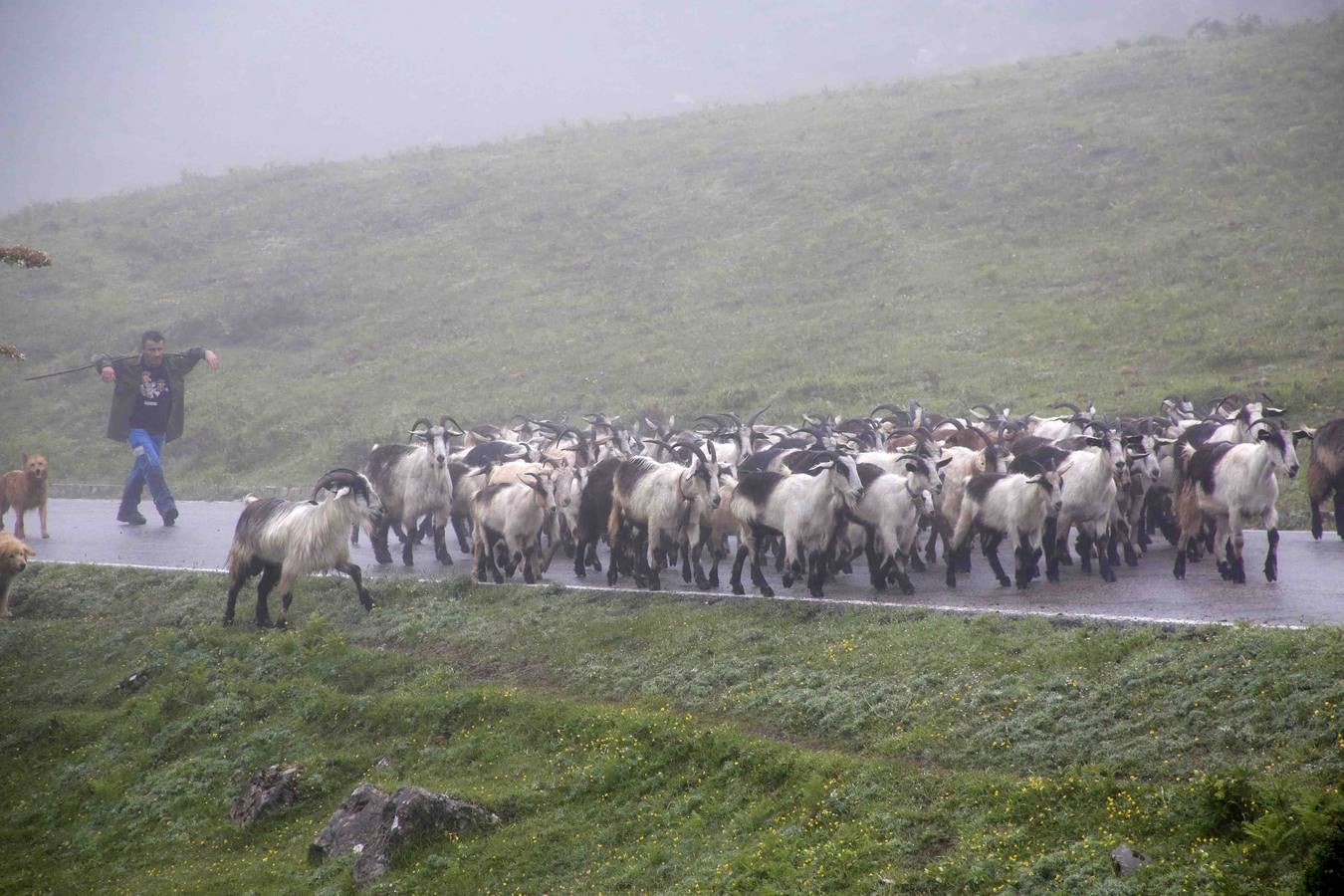 Los Picos de Europa se abren al ganado