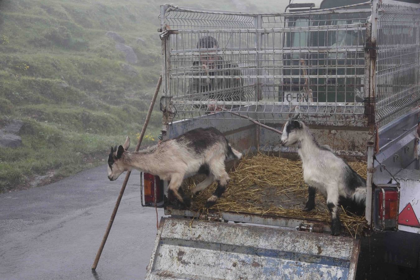 Los Picos de Europa se abren al ganado