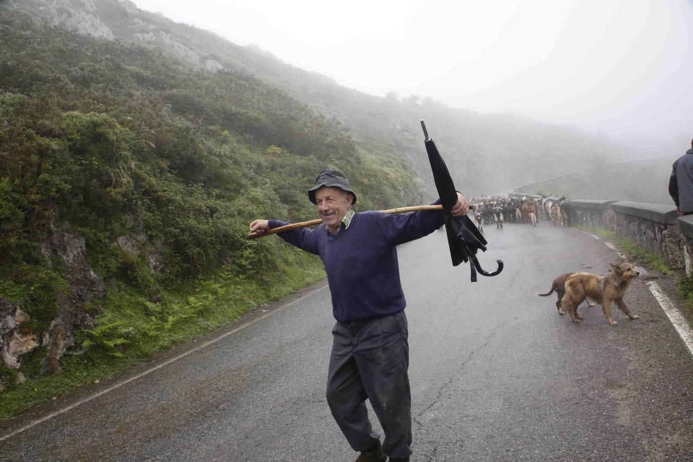 Los Picos de Europa se abren al ganado