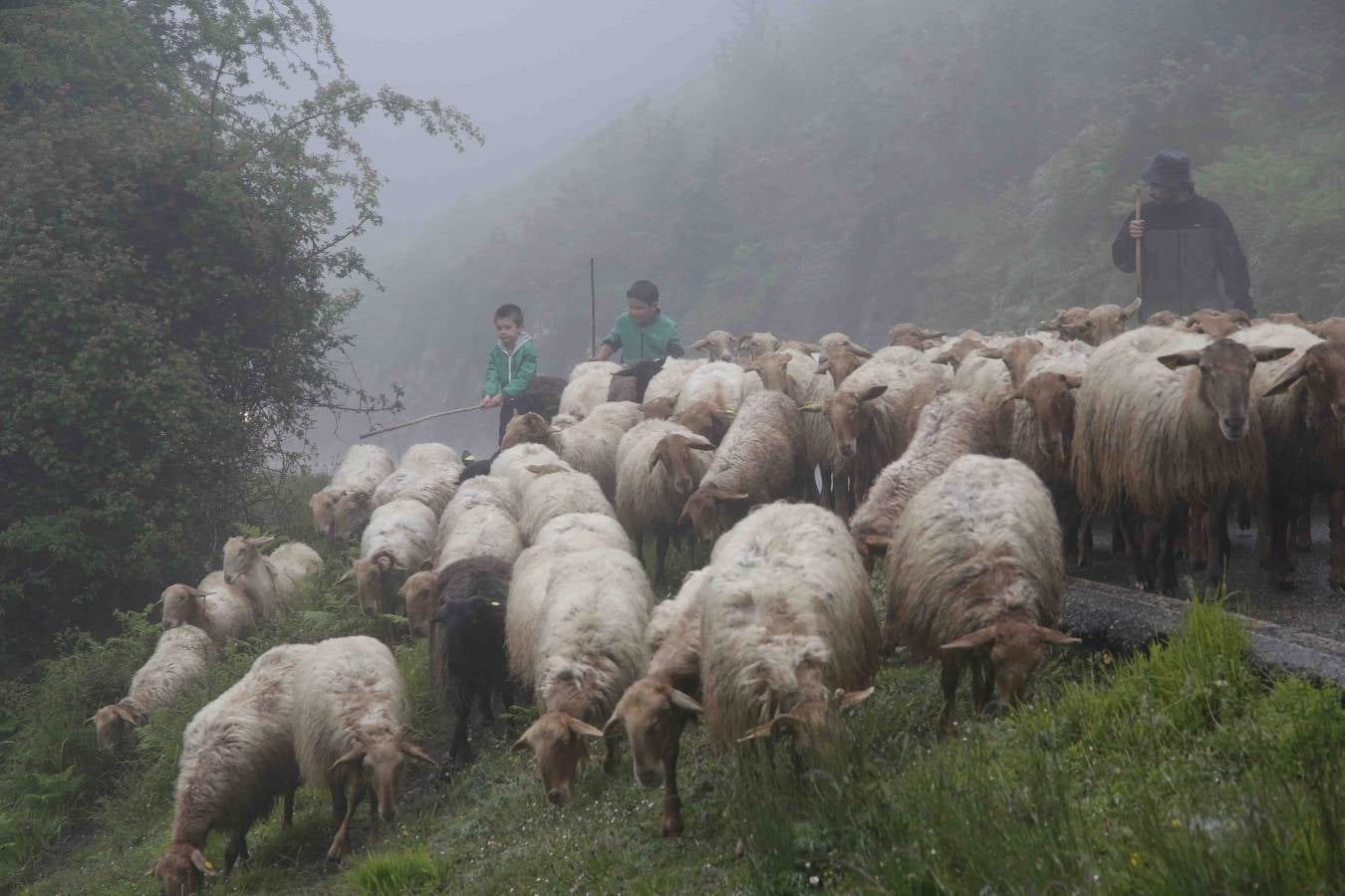 Los Picos de Europa se abren al ganado