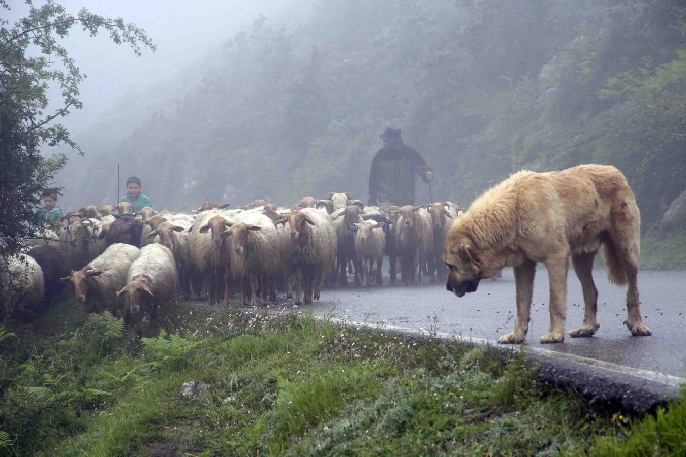 Los Picos de Europa se abren al ganado