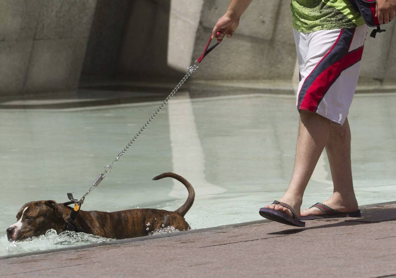 Un perro se refresca en una de las fuentes de la Plaza del Pilar de Zaragoza.