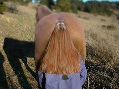 ¿Una cola de caballo perfecta?. Esta niña detrás del caballo hace que su pelo parezca la cola del animal