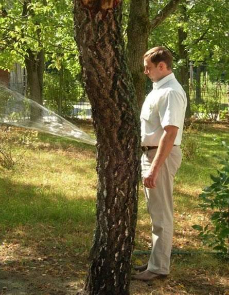 ¿Manguera humana?. El árbol oculta una manguera y parece que el agua sale de sus pantalones