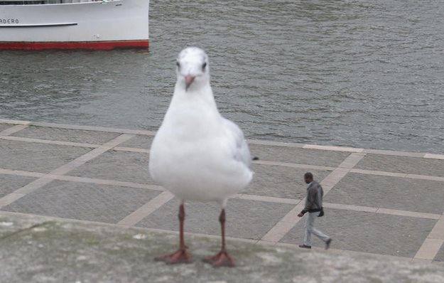 ¿Mutación de las gaviotas?. La  vista nos vuelve a jugar una mala pasada. El ave y el hombre están en distintos niveles.