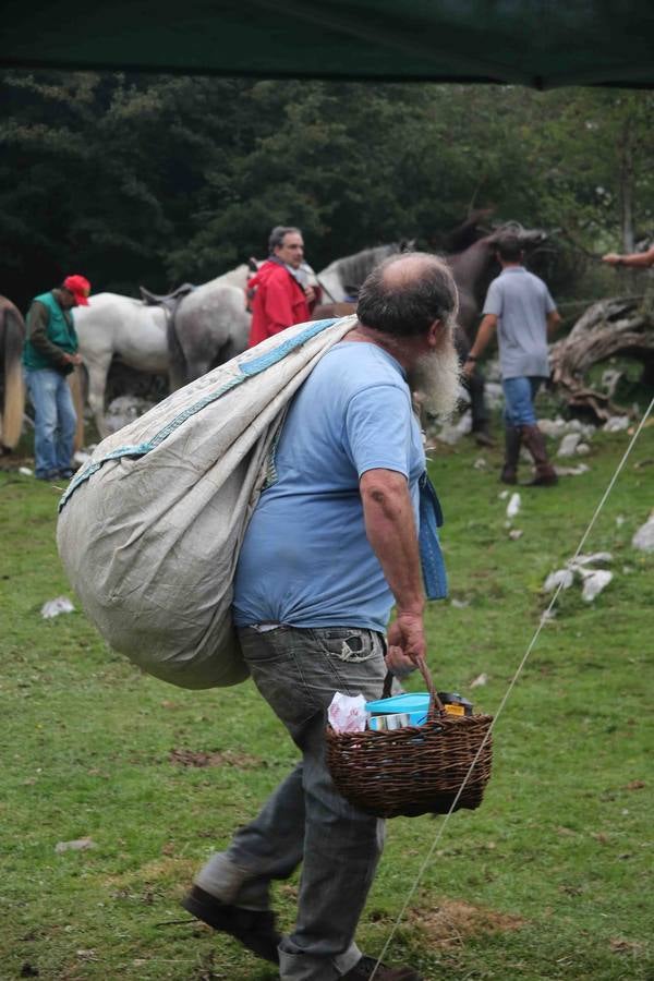 El asturcón permanece indomable