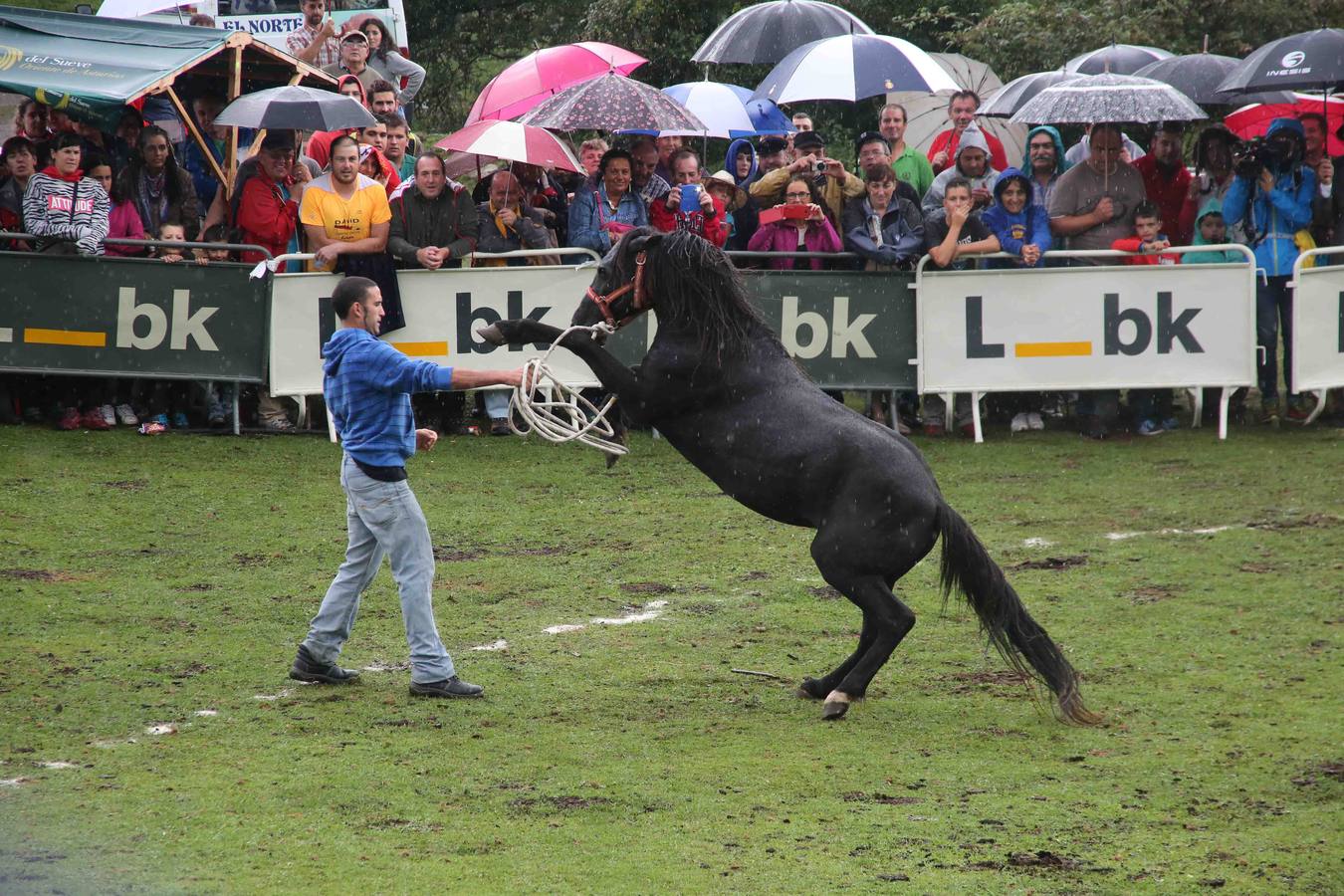 El asturcón permanece indomable