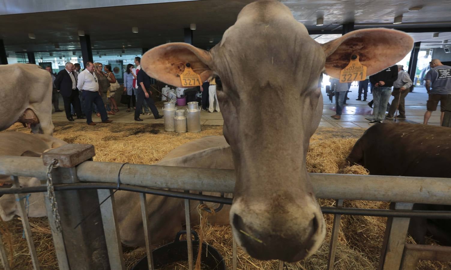 Más que vacas y toros en el Concurso de Ganado de San Agustín