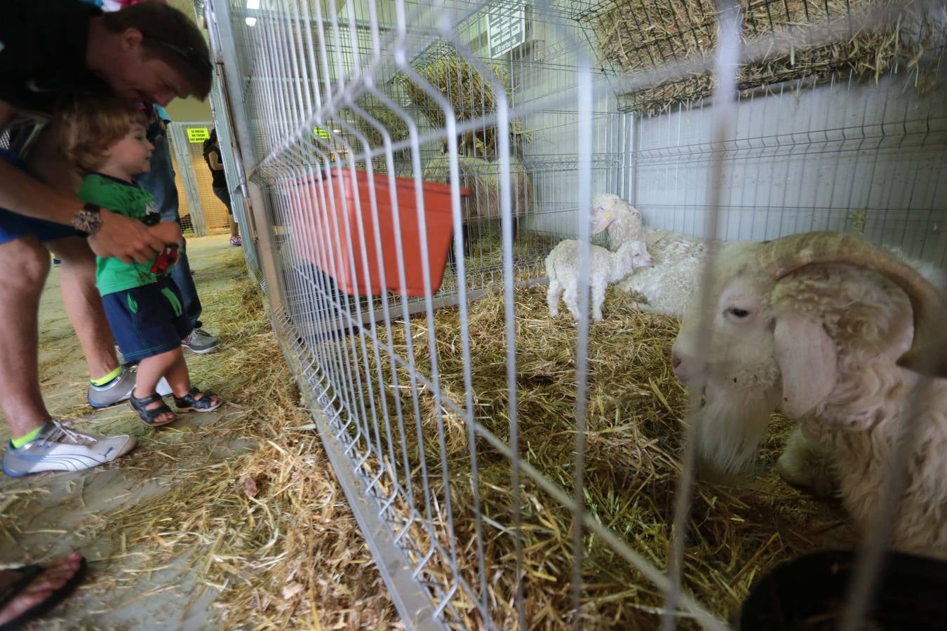 Más que vacas y toros en el Concurso de Ganado de San Agustín