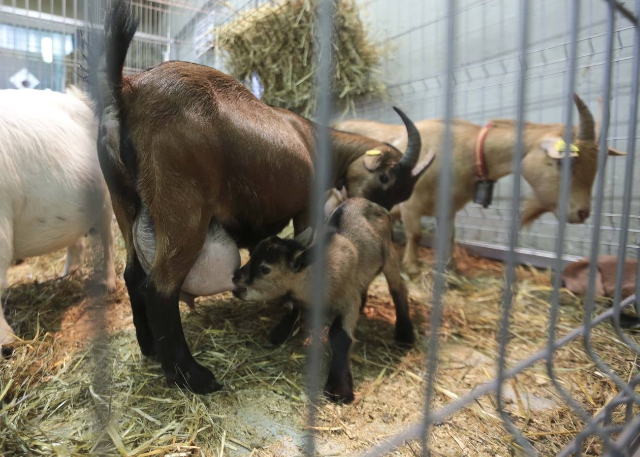 Más que vacas y toros en el Concurso de Ganado de San Agustín