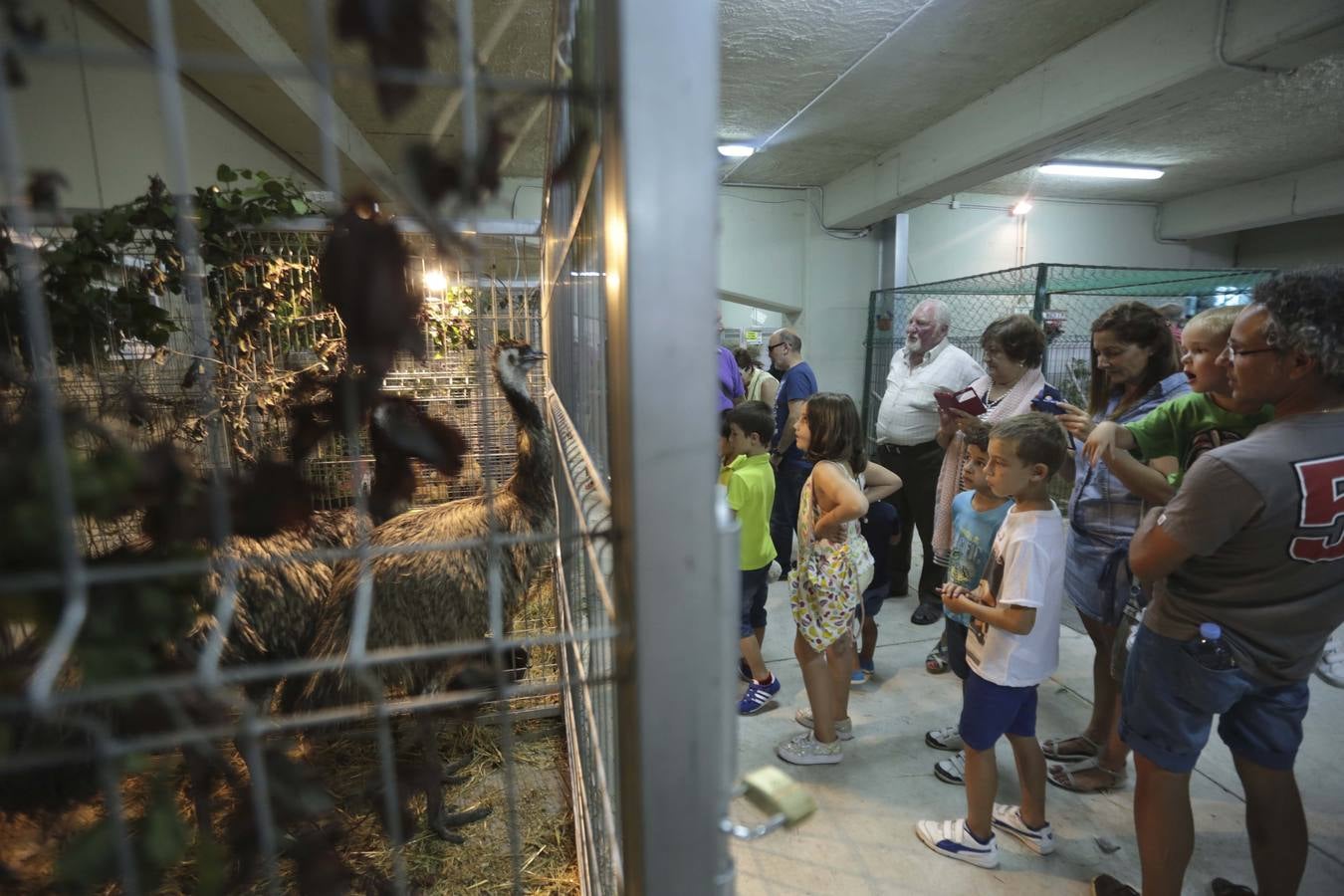 Más que vacas y toros en el Concurso de Ganado de San Agustín