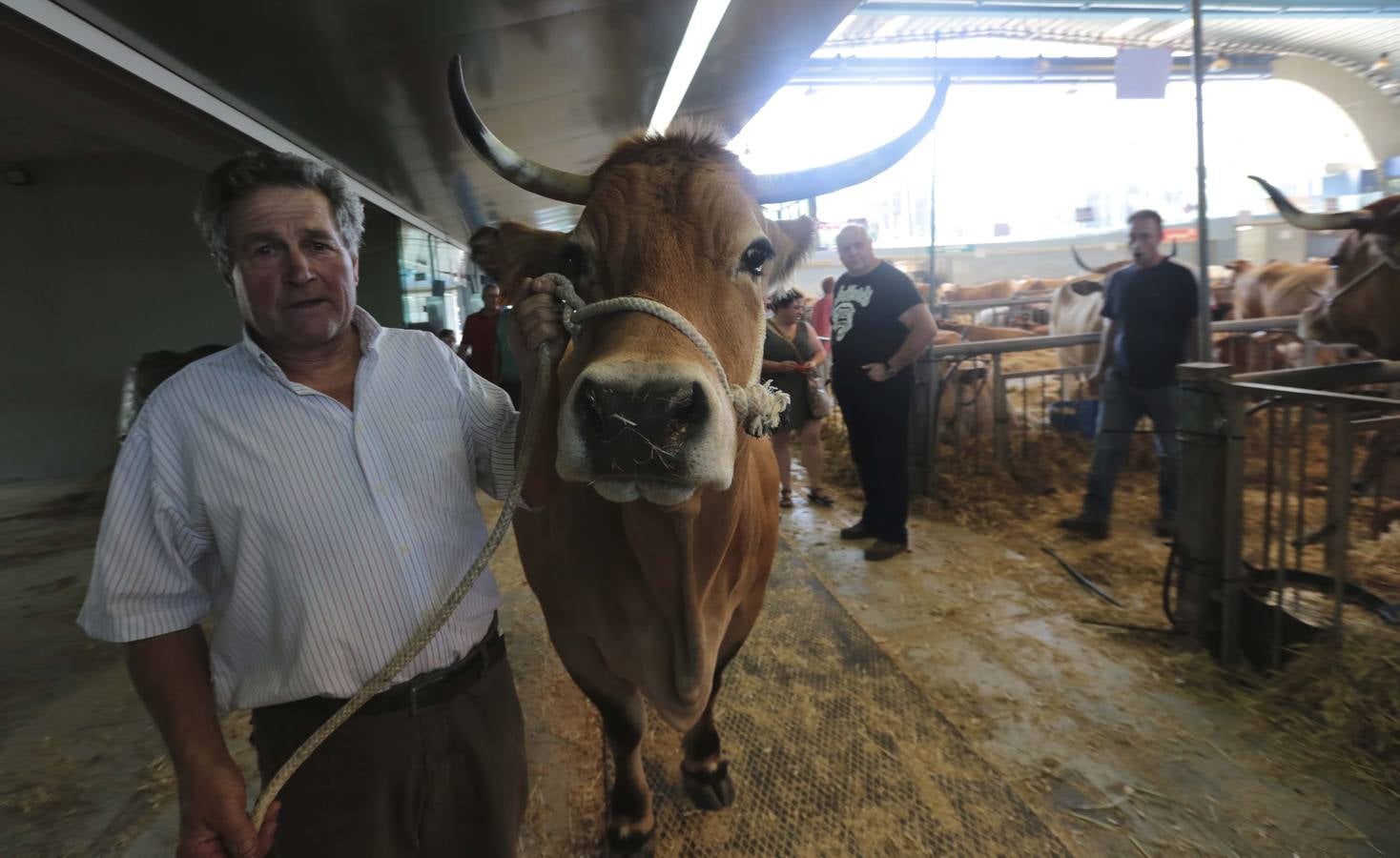 Más que vacas y toros en el Concurso de Ganado de San Agustín