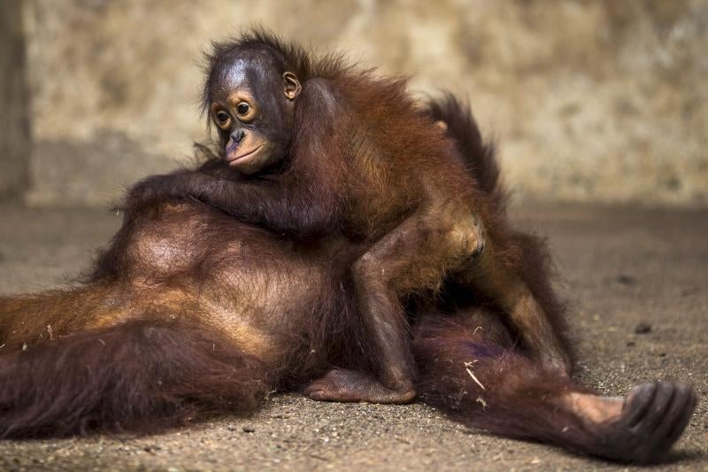 Al médico antes de volver a casa