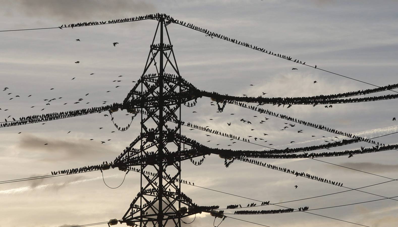 Estornino. Selección de imágenes de los fotógrafos de EL COMERCIO.