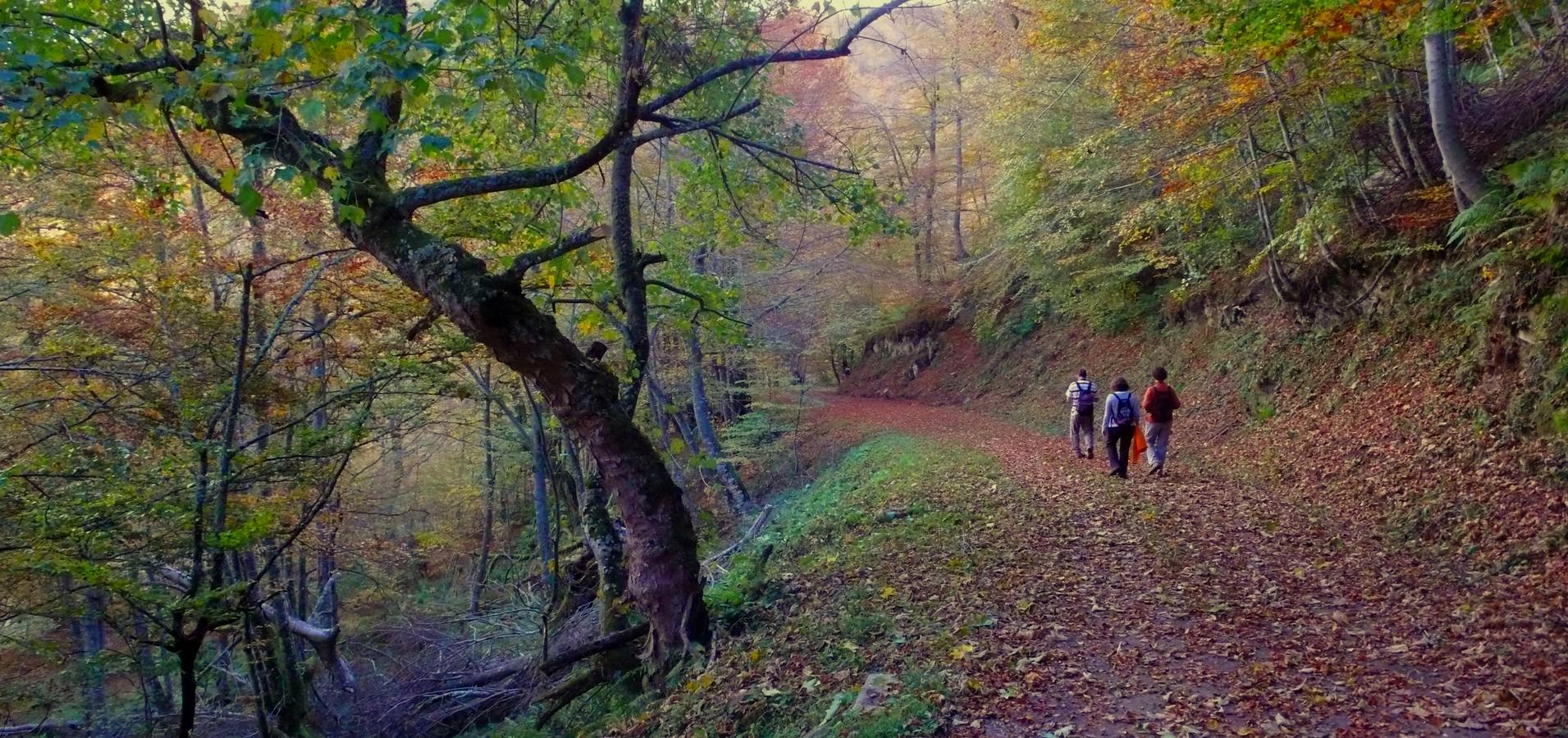 Bosque de Montegrande, en Teverga. Selección de imágenes de los fotógrafos de EL COMERCIO.