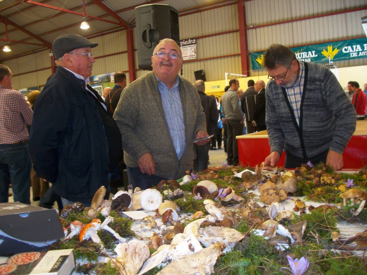 XXIX edición de la Feria de la Miel de Boal