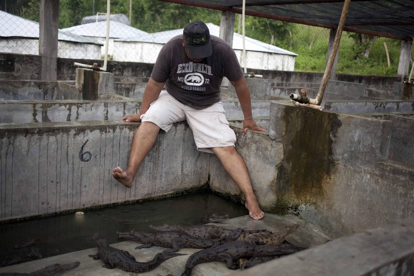 Cocodrilos sin comida en Honduras