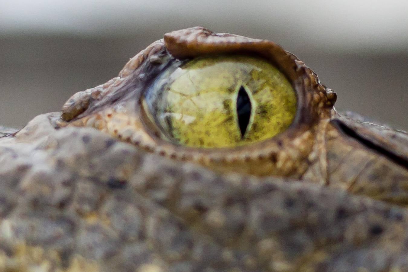 Cocodrilos sin comida en Honduras