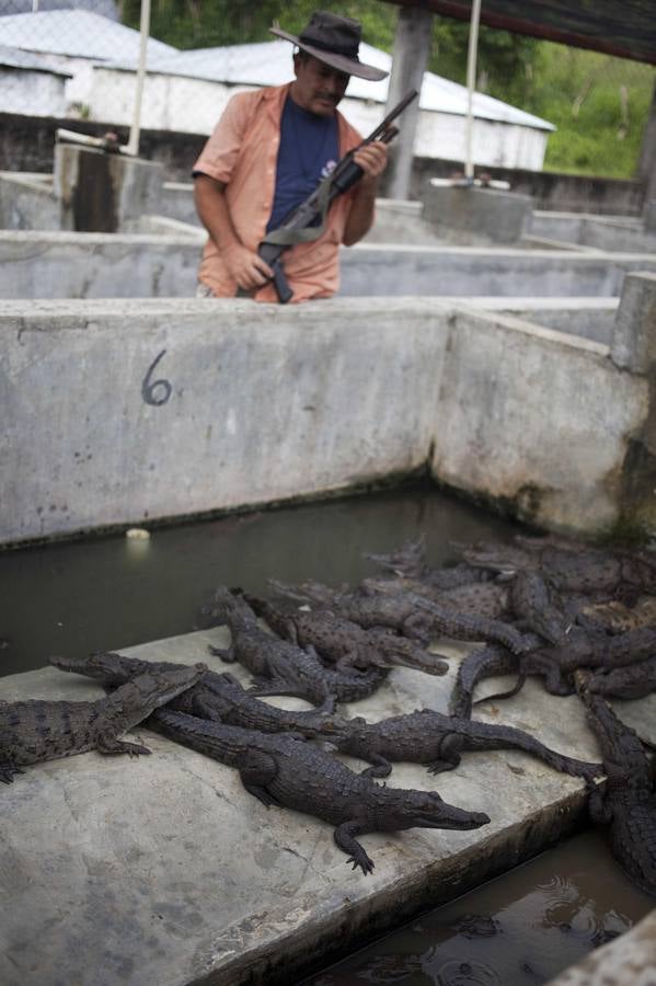Cocodrilos sin comida en Honduras