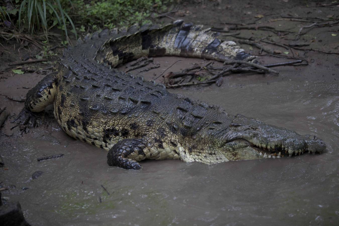 Cocodrilos sin comida en Honduras