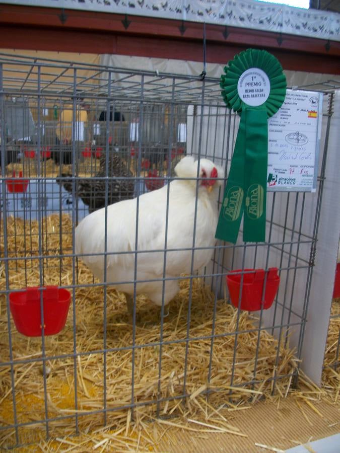 XII Exposición Internacional de Avicultura en Vegadeo