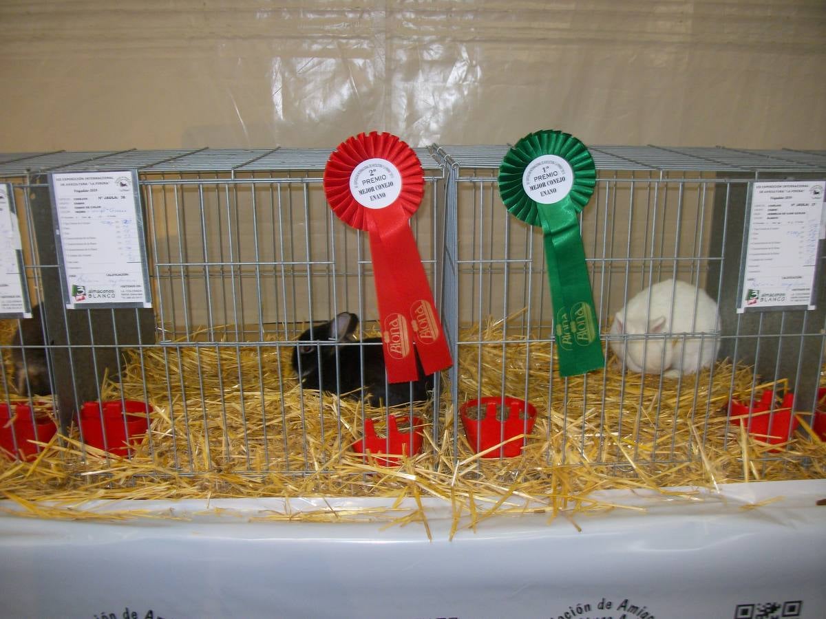 XII Exposición Internacional de Avicultura en Vegadeo