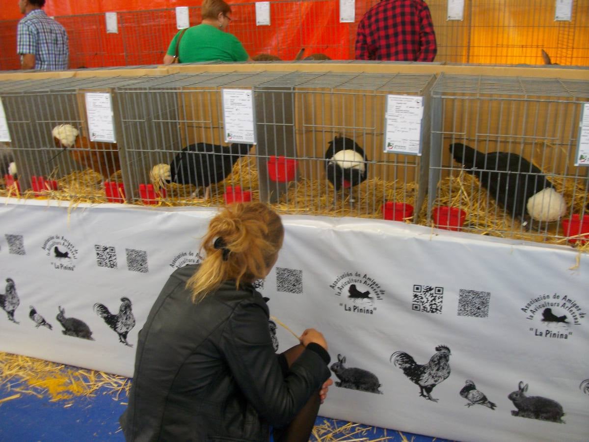 XII Exposición Internacional de Avicultura en Vegadeo