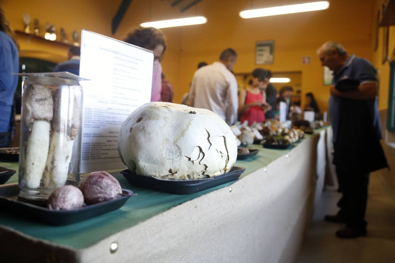 Las setas reinan en Pañeda