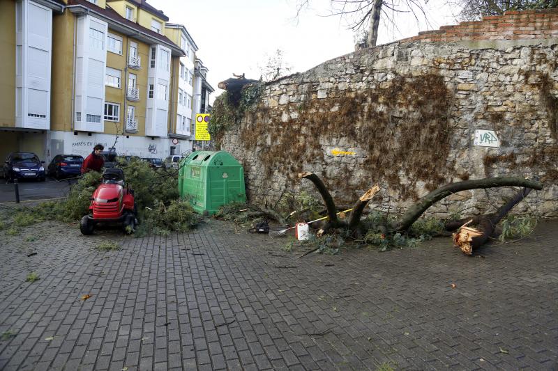 Árbol caído en Siero, el sábado.