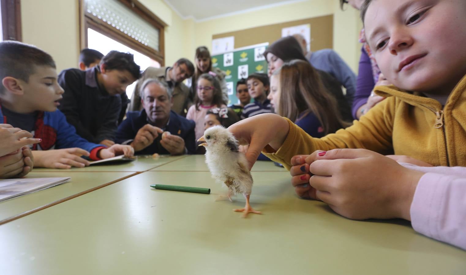 El proyecto &#039;Una incubadora en tu cole&#039; llega a Pravia