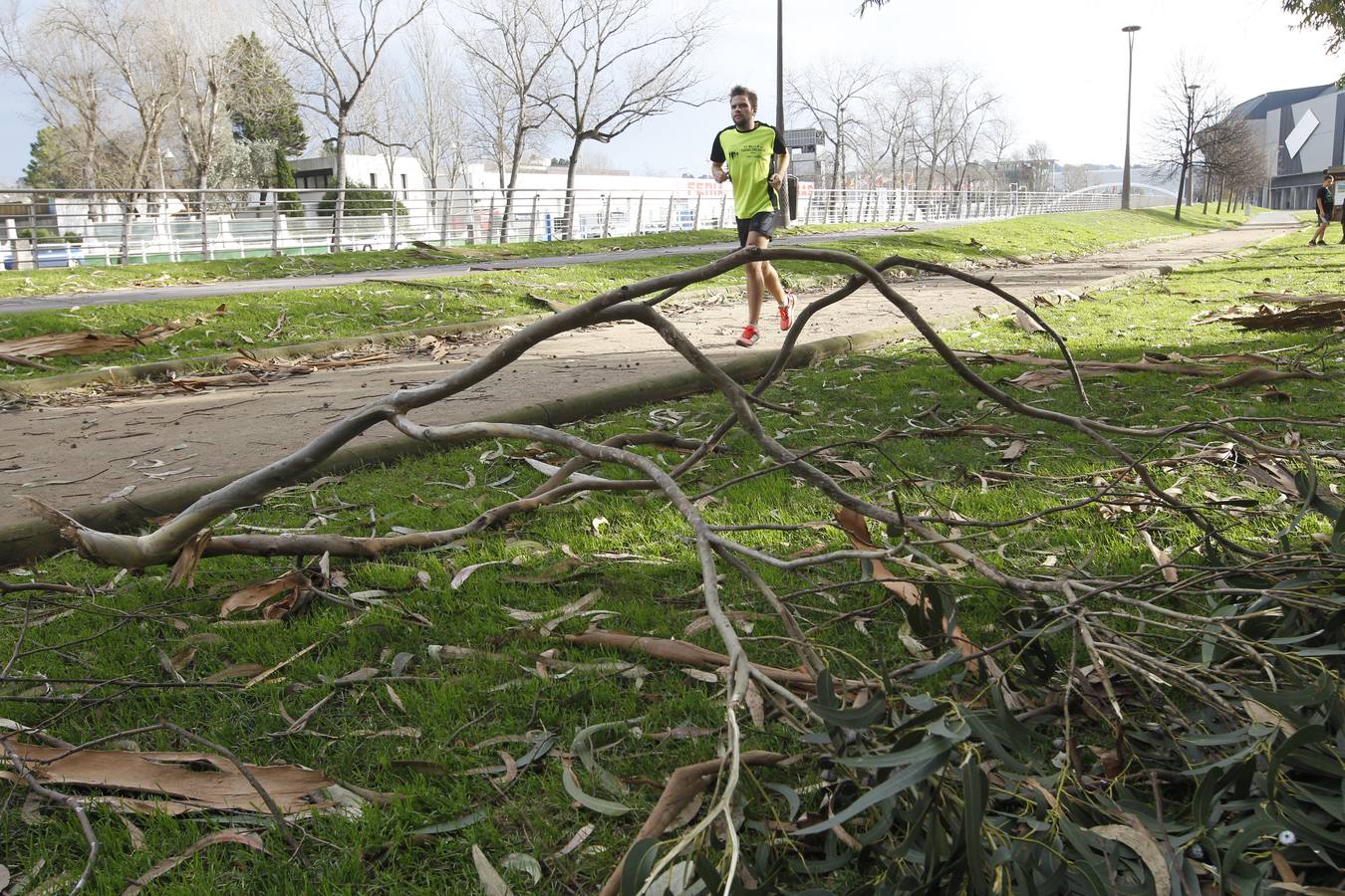 Las consecuencias del fuerte viento en Asturias